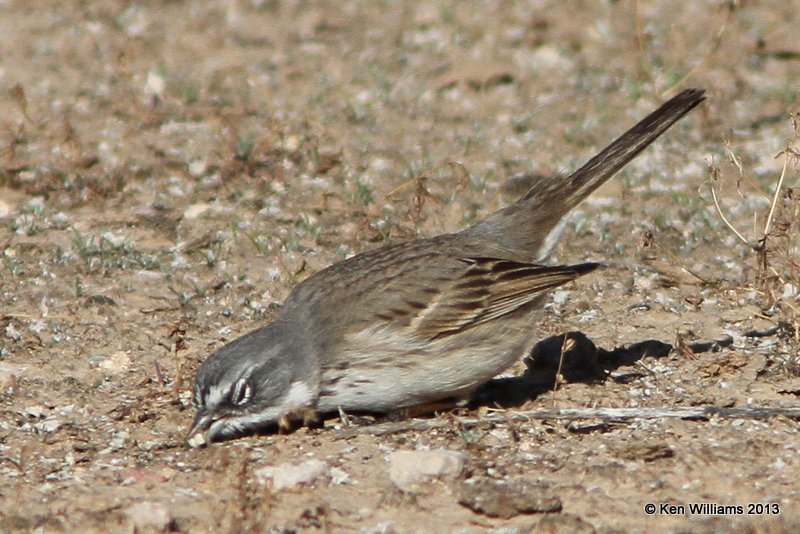 Sagebrush Sparrow, west of Buckeye, AZ, 2-20-13, Ja_26350.jpg