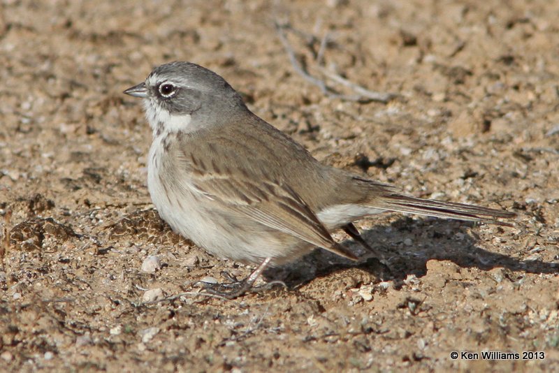 Sagebrush Sparrow, west of Buckeye, AZ, 2-20-13, Ja_26376.jpg
