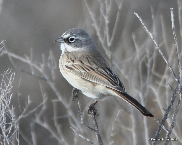 Sagebrush Sparrow, west of Buckeye, AZ, 2-20-13, Ja_26405.jpg