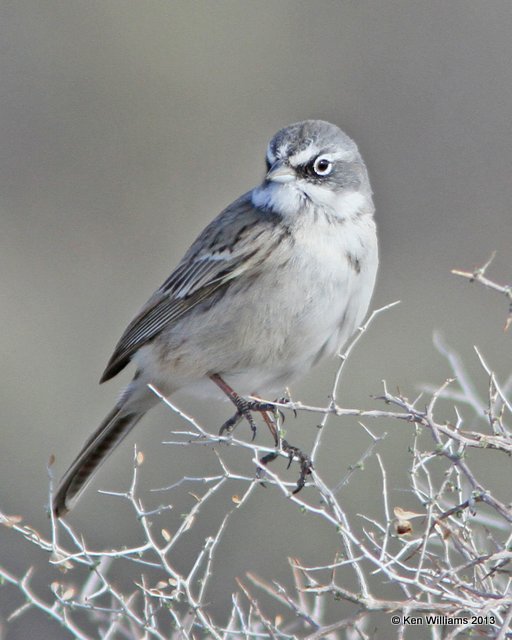 Sagebrush Sparrow, west of Buckeye, AZ, 2-20-13, Ja_26433.jpg