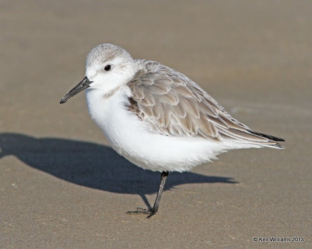 Sanderling non breeding plumage, Pismo Bay, CA, 2-23-13, Ja_27206.jpg