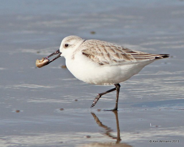 Sanderling non breeding plumage, Pismo Bay, CA, 2-23-13, Ja_27269.jpg