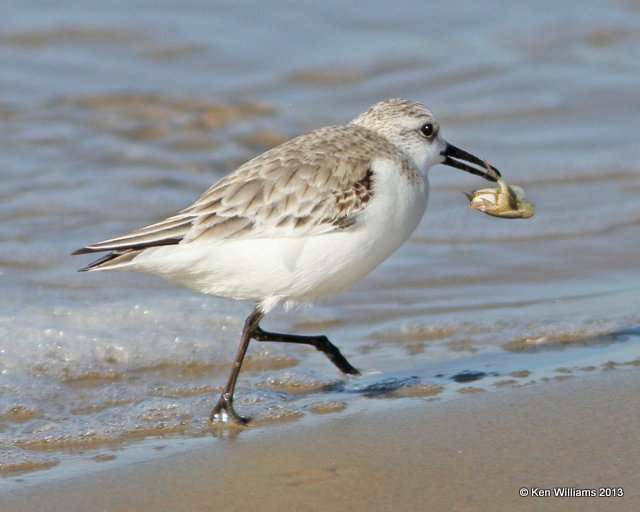 Sanderling non breeding plumage, Pismo Bay, CA, 2-23-13, Ja_27380.jpg