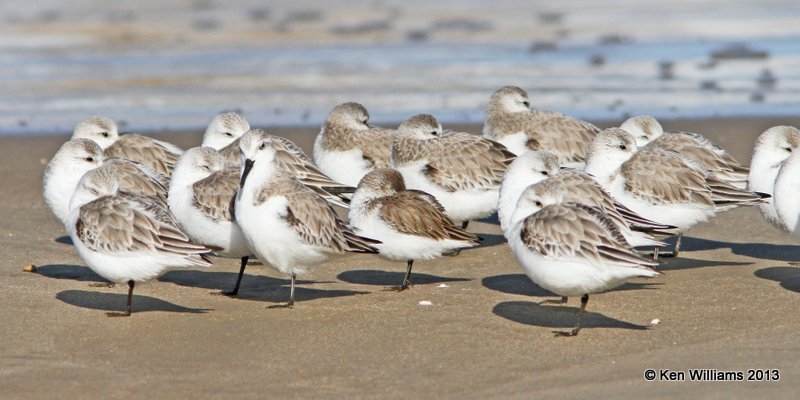 Sanderlings & Western Sandpiper center - nap time, Pismo Bay, CA, 2-23-13, Ja_27265.jpg