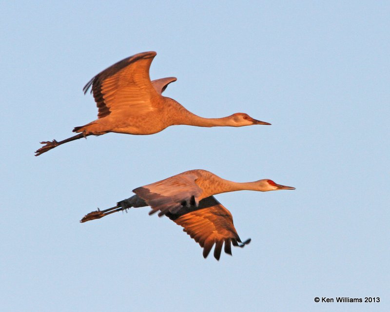 Sandhill Cranes, Bosque del Apache, NM, 2-13-13, Ja_23077.jpg