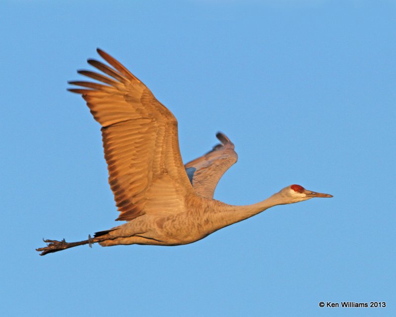 Sandhill Crane, Bosque del Apache, NM, 2-13-13, Ja_23084.jpg