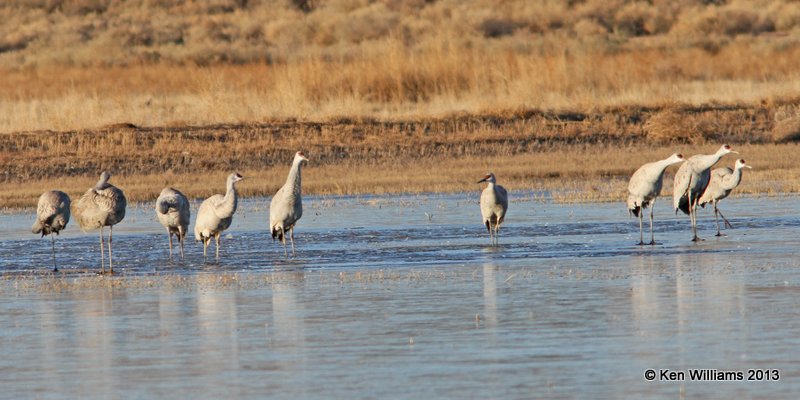 Sandhill Cranes, Bosque del Apache, NM, 2-13-13, Ja_23159.jpg