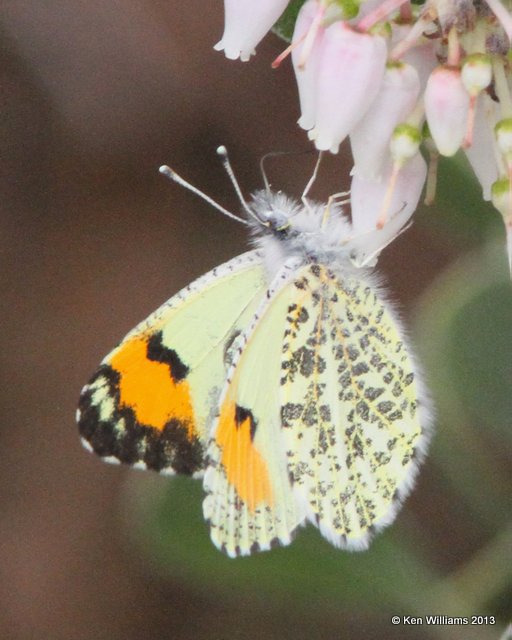 Sara Orangetip, Arizona-Sonora Desert Museum, Tucson,  AZ, 2-18-13, Ja_25226.jpg