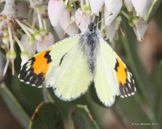 Sara Orangetip, Arizona-Sonora Desert Museum, Tucson,  AZ, 2-18-13, Ja_25234.jpg