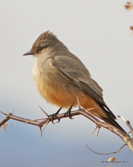 Say's Phoebe, Room with a View, Patagonia, AZ, 2-15-13, Ja_23902.jpg