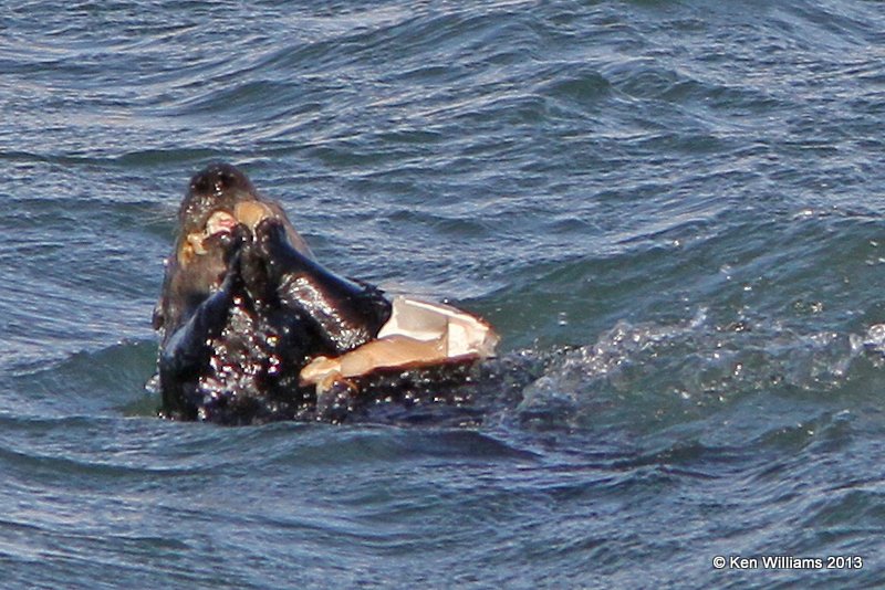 Sea Otter, Morro Bay, CA, 2-23-13, Ja_28033.jpg
