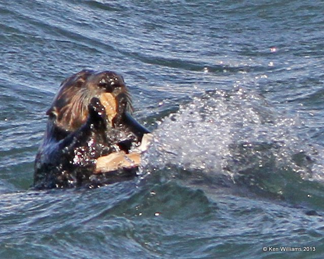 Sea Otter, Morro Bay, CA, 2-23-13, Ja_28034.jpg