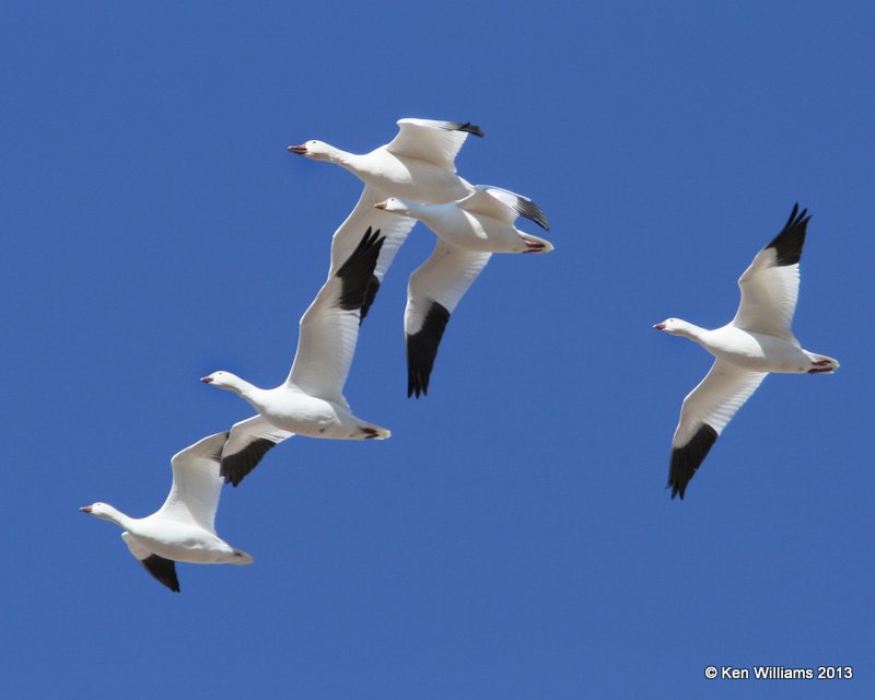 Snow & Ross's Geese, Bosque del Apache NW Refuge, NM, 2-13-13, Ja_23343.jpg