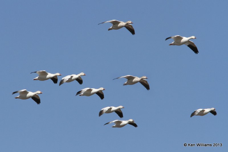 Snow & Ross's Geese, Bosque del Apache NW Refuge, NM, 2-13-13, Ja_23400.jpg