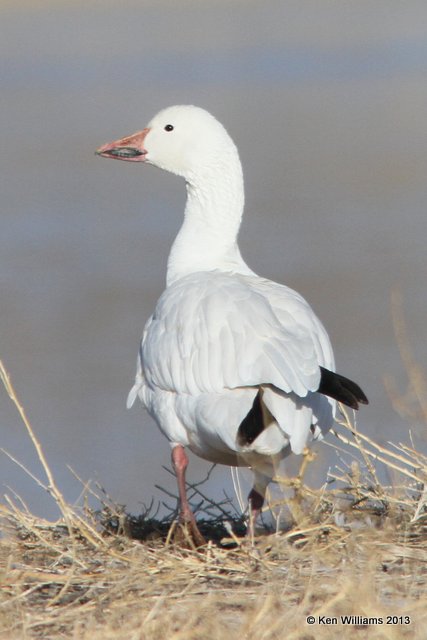 Snow Goose, Bosque del Apache NW Refuge, NM, 2-13-13, Ja_23218.jpg