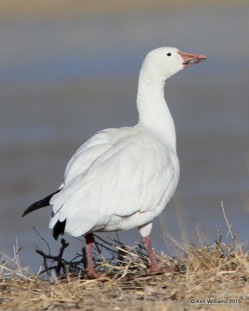 Snow Goose, Bosque del Apache NW Refuge, NM, 2-13-13, Ja_23221.jpg