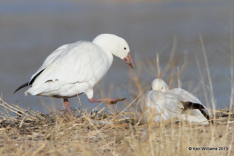 Snow Goose, Bosque del Apache NW Refuge, NM, 2-13-13, Ja_23222.jpg