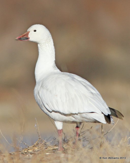 Snow Goose, Bosque del Apache NW Refuge, NM, 2-13-13, Ja_23230.jpg