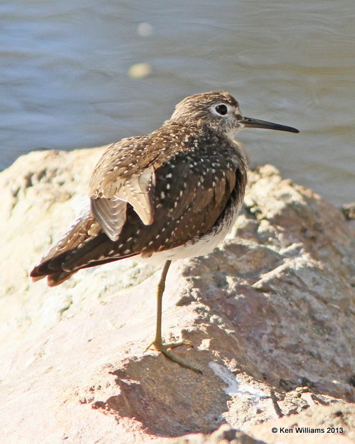 Solitary Sandpiper, Sweetwater Wetland, Tucson, AZ, 2-18-13, Ja_26064.jpg