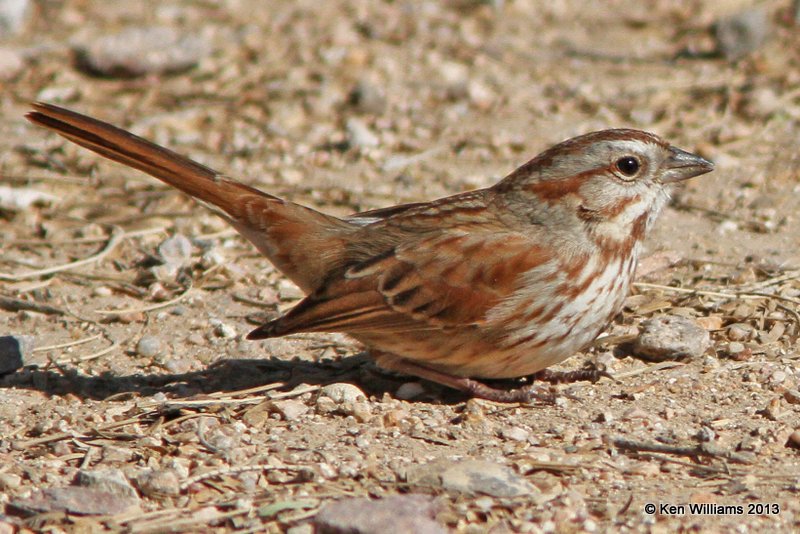Song Sparrow Southwest subspecies, Sweetwater Wetland, Tucson, AZ, 2-18-13, Ja_26032.jpg