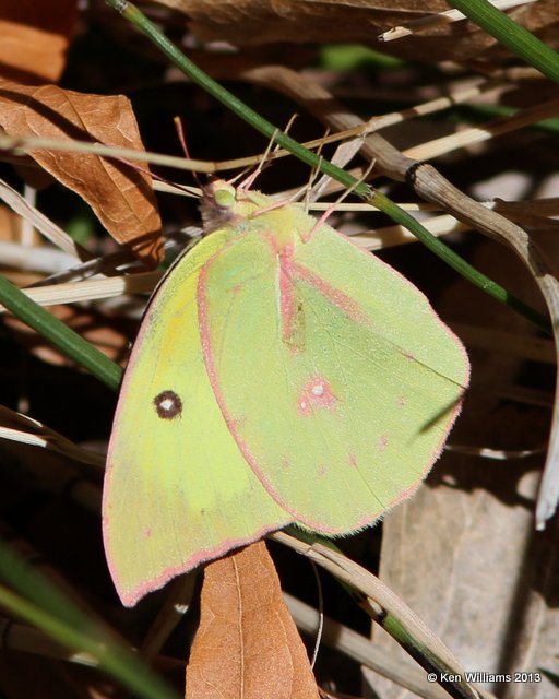 Southern Dogface, Madura Canyon, AZ, 2-15-13, Ja_24100.jpg