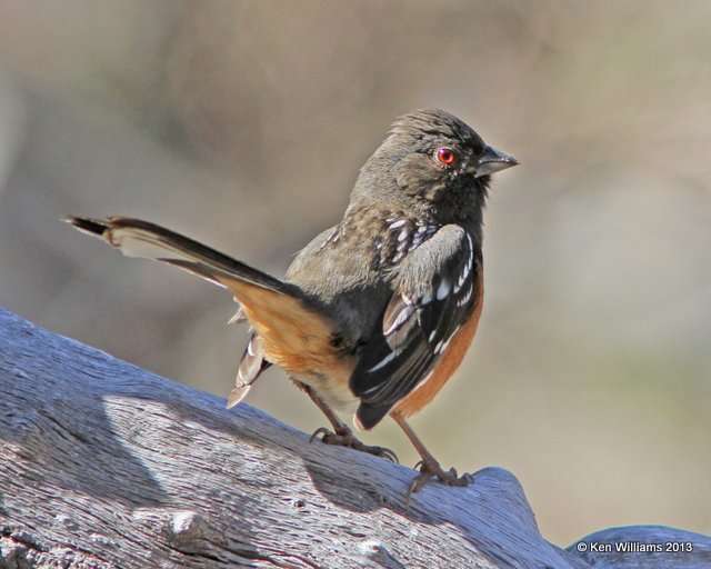 Spotted Towhee - Southwest subspecies, Florida Canyon, AZ, 2-16-13, Ja_24199.jpg