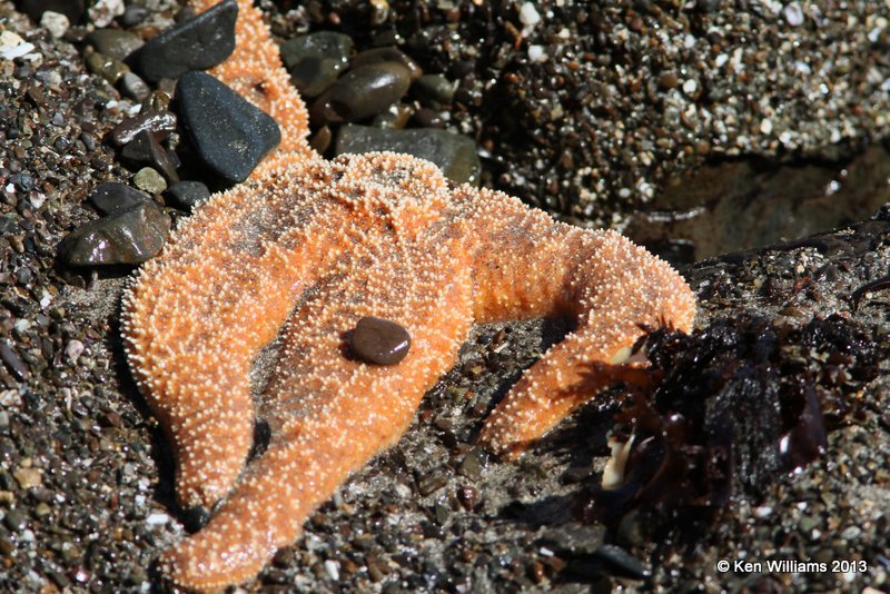 Star Fish, San Luis Port, CA, 2-23-13, Ja_27985.jpg