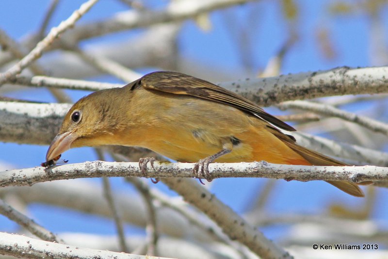 Summer Tanager female, western subspecies, Sweetwater Wetland, Tucson, AZ, 2-18-13, Ja_26116.jpg