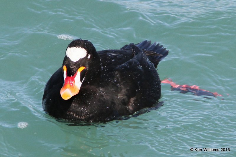 Surf Scoter male, San Luis Port, CA, 2-23-13, Ja_27839.jpg