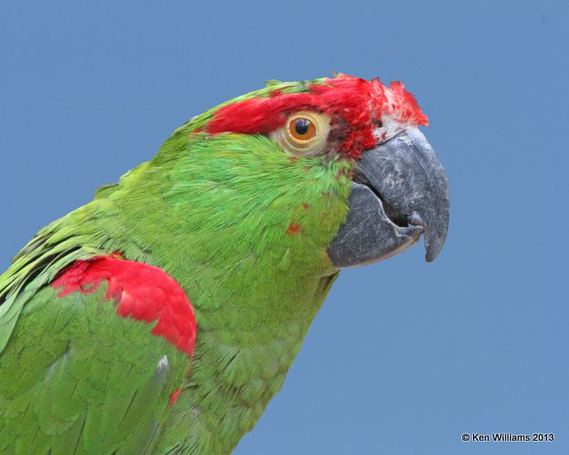 Thick-billed Parrot, Arizona-Sonora Desert Museum, Tucson,  AZ, 2-18-13, Ja_24508.jpg