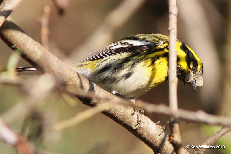 Townsend's Warbler, Pismo Bay SP, CA, 2-22-13, Ja_26842.jpg