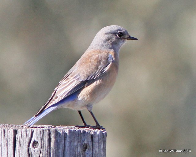 Western Bluebird female, Atascadero, CA, 2-24-13, Ja_28544.jpg