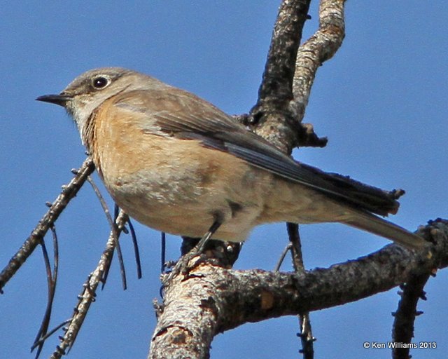 Western Bluebird female, HY 166, CA, 2-22-13, Ja_26732.jpg