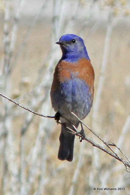 Western Bluebird male, HY 166, CA, 2-22-13, Ja_26757.jpg