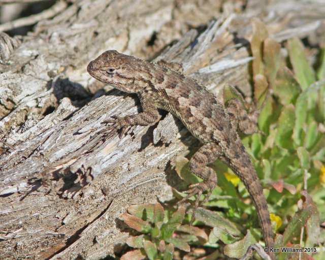 Western Fence Lizard - Sceloporus occidentalis, Morro Bay, CA, 2-24-13, Ja_28406.jpg