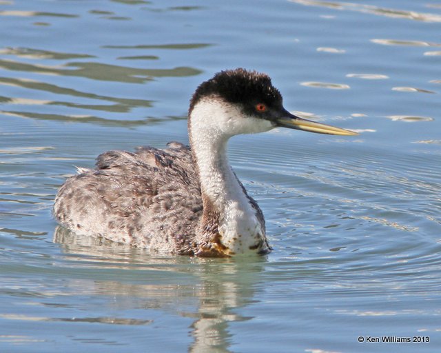 Western Grebe, Morro Bay, CA, 2-24-13, Ja_28287.jpg