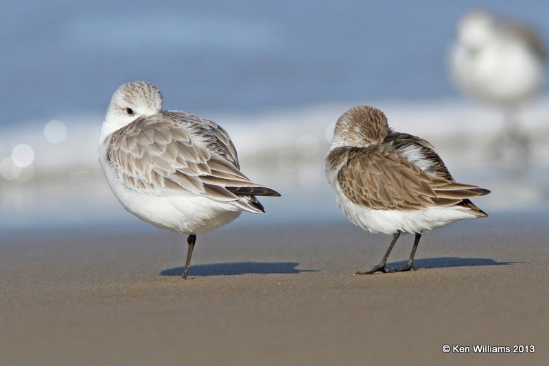 Western Sandpiper & Sanderling - nap time, Pismo Bay, CA, 2-23-13, Ja_27283.jpg