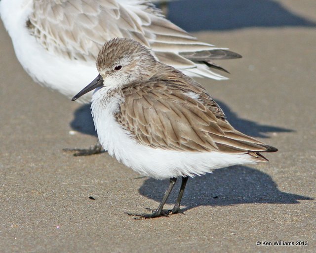 Western Sandpiper, Pismo Bay, CA, 2-23-13, Ja_27270.jpg