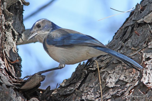 Woodhouse's Scrub-jay, Atascadero, CA, 2-24-13, Ja_28536.jpg