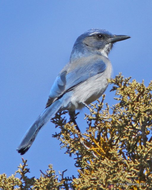 Western Scrub-jay, South Rim Grand Canyon, AZ, 2-26-13, Jat_28703.jpg