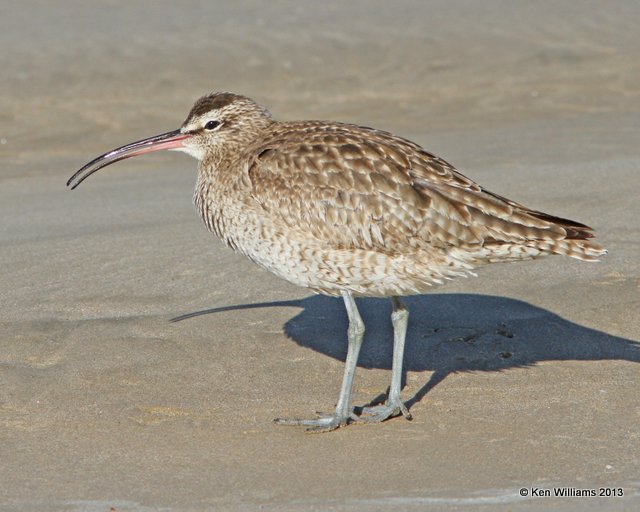 Whimbrel, Pismo Bay, CA, 2-23-13, Ja_27143.jpg