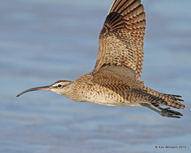 Whimbrel, Pismo Bay, CA, 2-23-13, Ja_27240.jpg