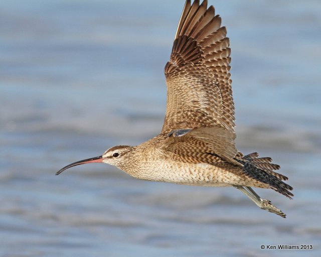 Whimbrel, Pismo Bay, CA, 2-23-13, Ja_27243.jpg