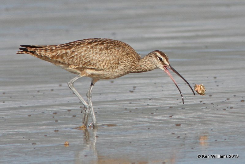 Whimbrel, Pismo Bay, CA, 2-23-13, Ja_27325.jpg