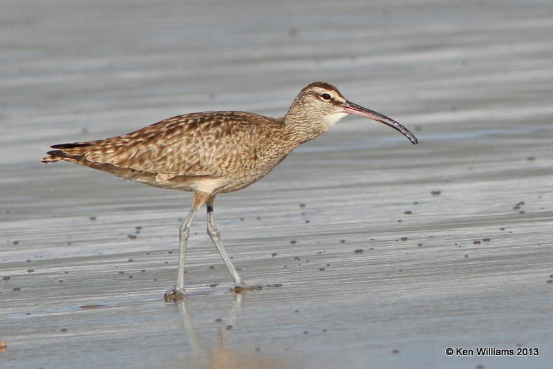 Whimbrel, Pismo Bay, CA, 2-23-13, Ja_27327.jpg