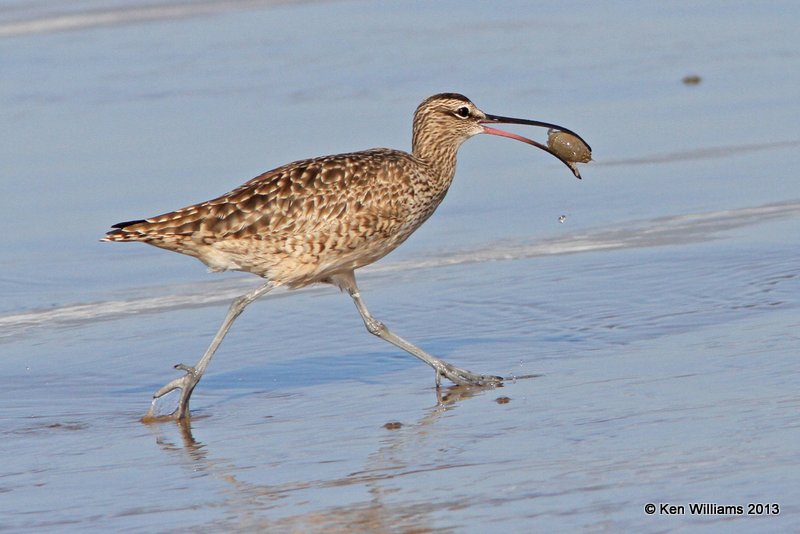 Whimbrel, Pismo Bay, CA, 2-23-13, Ja_27329.jpg