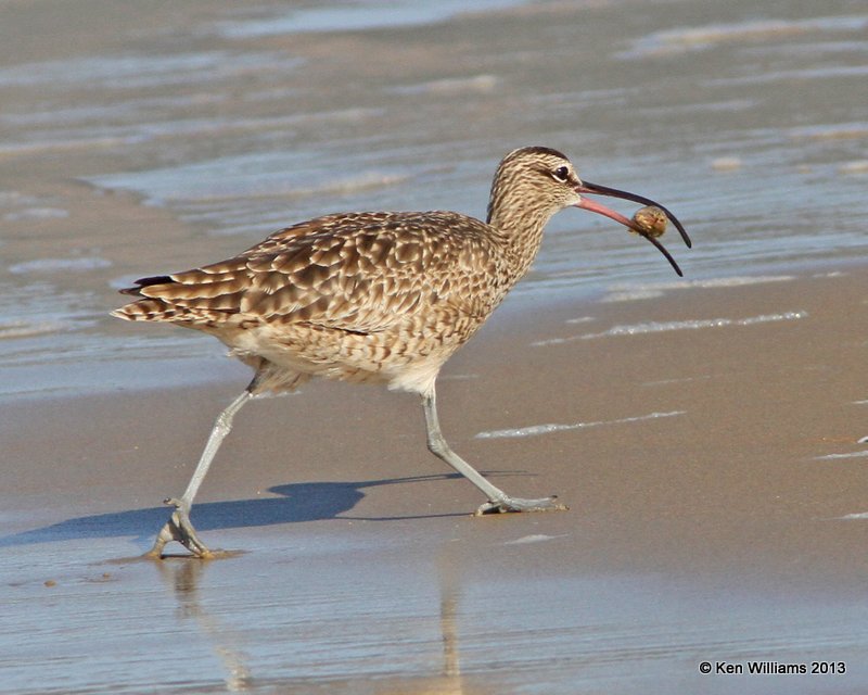 Whimbrel, Pismo Bay, CA, 2-23-13, Ja_27332.jpg