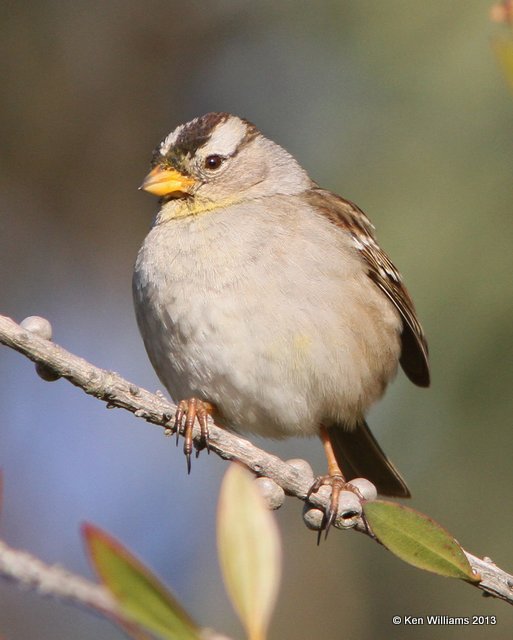 White-crowned Sparrow adult - Nuttall's subspecies, Pismo Bay SP, CA, 2-22-13, Ja_26831.jpg