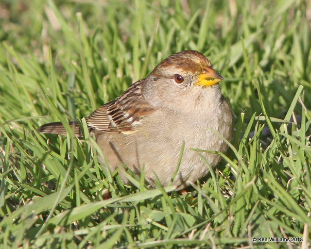 White-crowned Sparrow 1st winter - Nuttall's subspecies, Pismo Bay SP, CA, 2-22-13, Ja_26836.jpg