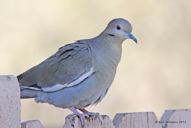 White-winged Dove, Patagonia State Park, AZ, 2-14-13, Ja_23797.jpg